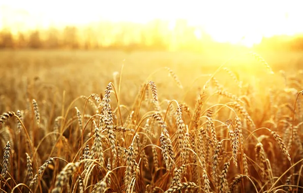 Картинка пшеница, поле, солнце, макро