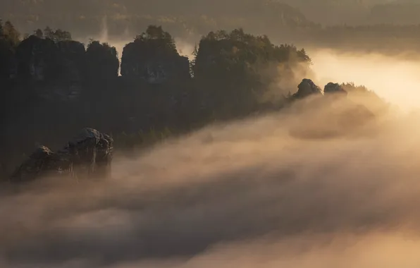 Картинка trees, landscape, nature, Germany, mountains, rocks, sunrise, mist