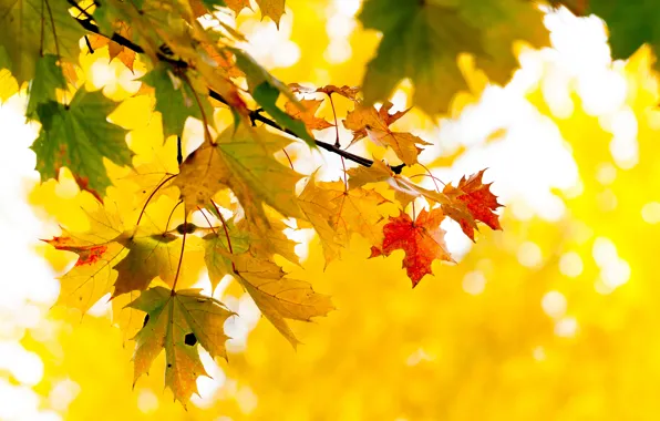 Осень, листья, дерево, ветка, желтые, клен