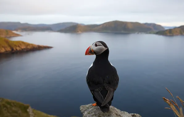 Картинка камни, птица, берег, тупик, Исландия, водоем