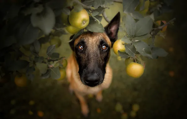 Картинка взгляд, яблоки, собака
