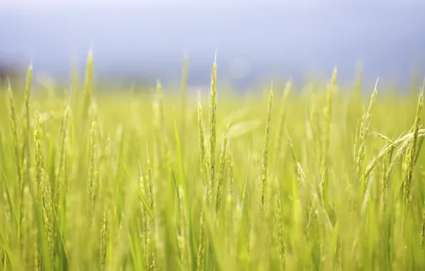 Картинка поле, лето, макро, япония, рис, Jason Hill рhotography