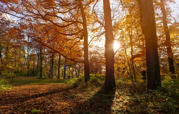Осень, солнце, деревья, парк, тени, Нидерланды, ноябрь, Гаага