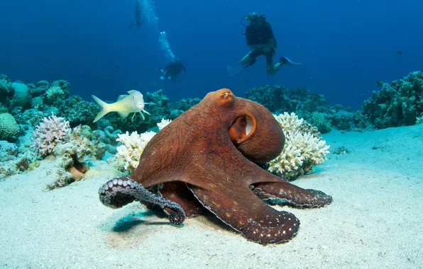 Картинка океан, осьминог, подводный мир, underwater, ocean, fishes, tropical, reef