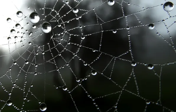Картинка сеть, падение, drop, water, web