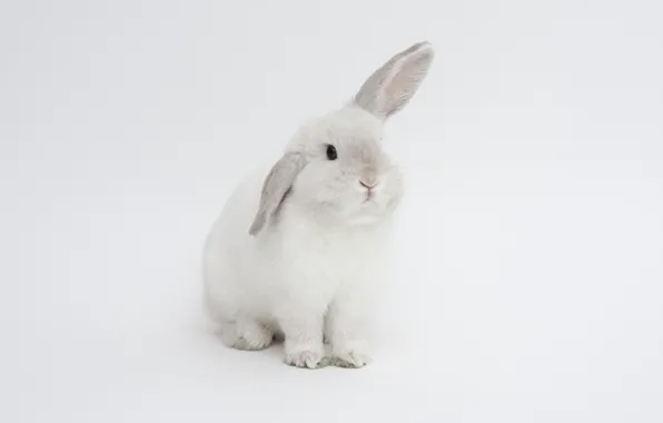Картинка кролик, белый фон, уши, белый кролик