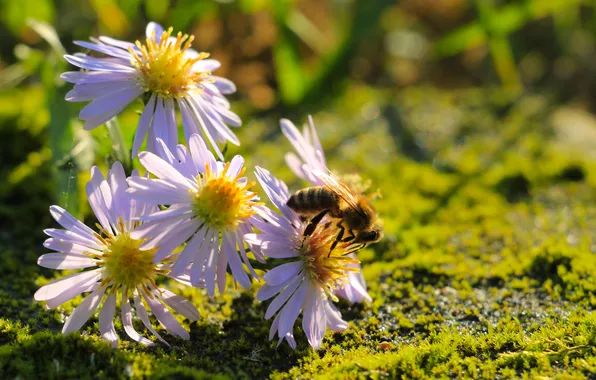 Flower, bee, asters
