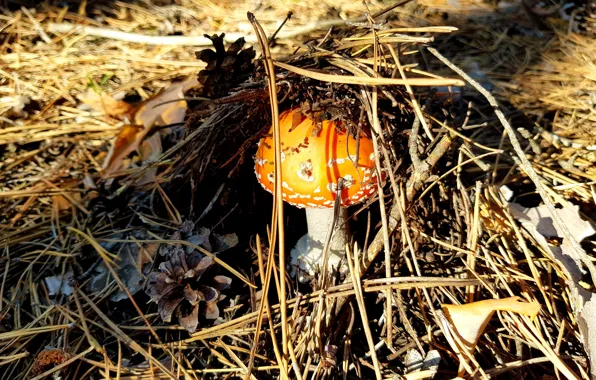 Картинка nature, mushroom, Forest