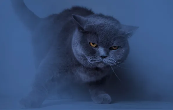 Кошка, кот, взгляд, поза, серый, размытие, лапы, дымка
