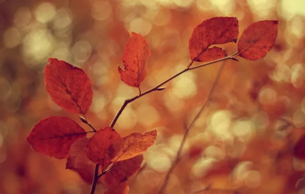 Холод, осень, листья, ветки, дерево, ветер, ветви, листва