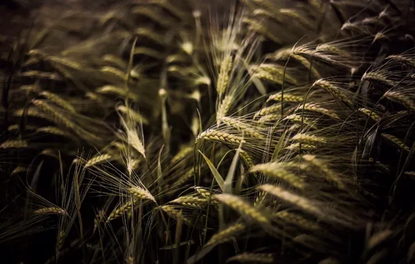Пшеница, поле, макро, природа, фон, обои, рожь, колоски