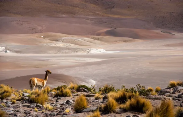 Картинка Chile, San Pedro de Atacama, altiplano, Antofagasta, Atacama