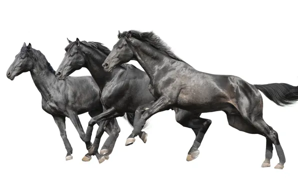 Картинка animal, mammal, stallion, three black horses, thoroughbred Horse