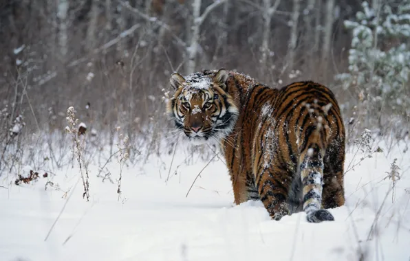 Зима, снег, Тигр