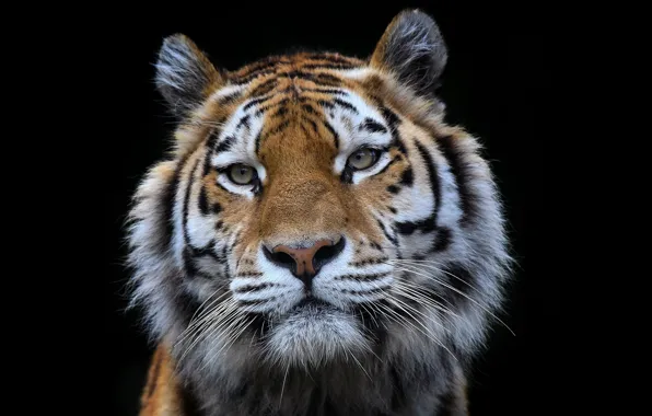 Картинка взгляд, тигр, зверь