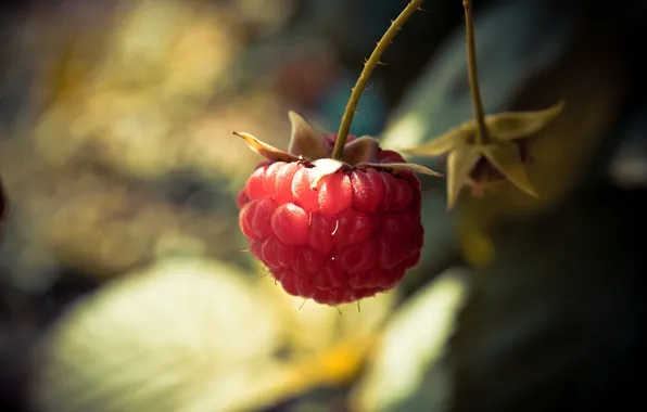 Макро, свет, малина, berry, ягода, light, macro, боке