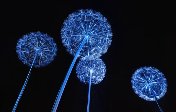 Картинка lights, night, dandelion, tourist attraction, dandelion flowers