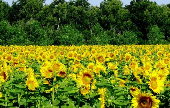 Поле, Лето, Подсолнухи, Summer, Field, Sunflowers