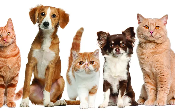 Картинка собаки, кошки, домашние животные