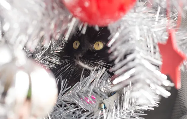 Кошка, кот, взгляд, поза, черный, Рождество, Новый год, мордашка