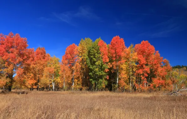 Осень, листья, деревья, Вайоминг, США, Титон