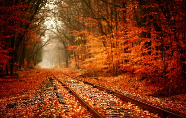 Картинка дорога, осень, лес, путь