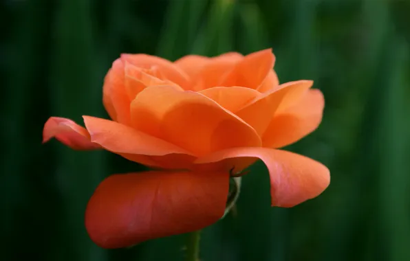Картинка зелень, цветок, роза, оранжевая