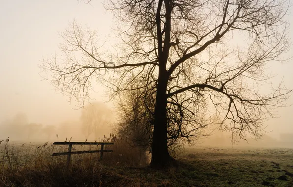 Картинка туман, утро, скамья