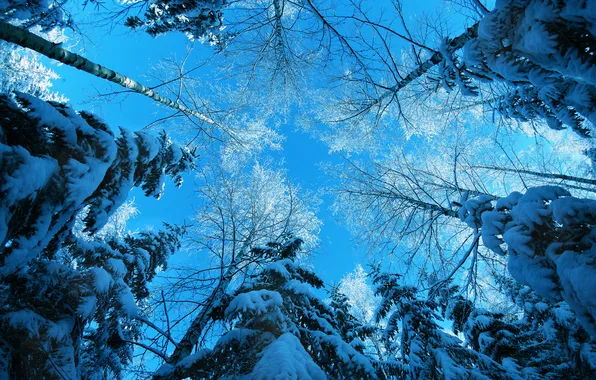 Картинка зима, лес, небо, снег, деревья
