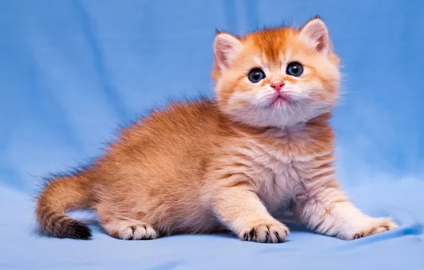 Кошка, взгляд, поза, котенок, рыжий, лежит, мордашка, голубой фон