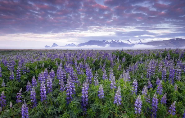 Flowers, Iceland, Lupines