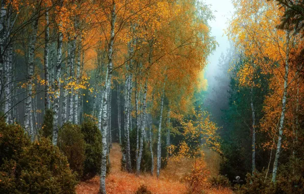 Картинка осень, лес, деревья, природа, туман, берёзы, кусты