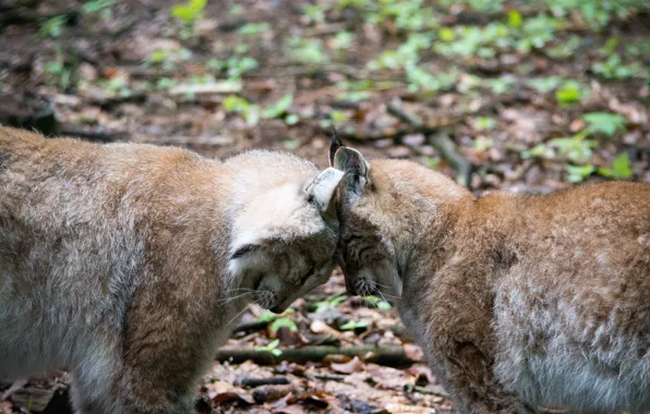 Кошка, пара, профиль, рысь