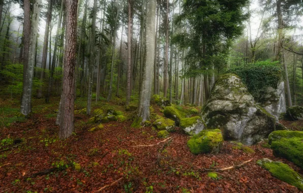 Картинка лес, деревья, камни, мох, Швейцария, опавшие листья