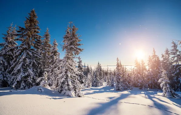 Зима, лес, снег, снежинки, елка, nature, winter, snow