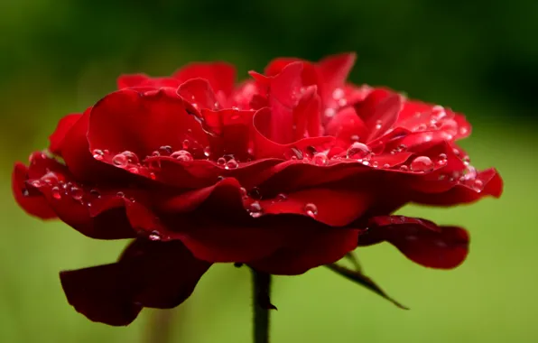 Картинка цветок, капли, макро, роза, лепестки, red, rose, красная