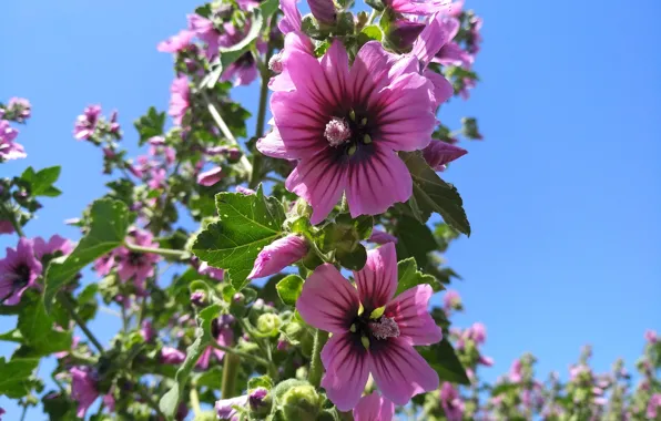 Flowers, Гибискус, Hibiscus