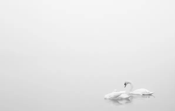 Озеро, минимализм, лебеди