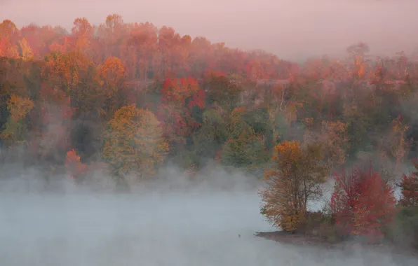 Картинка осень, деревья, природа, туман, краски, утро, пар