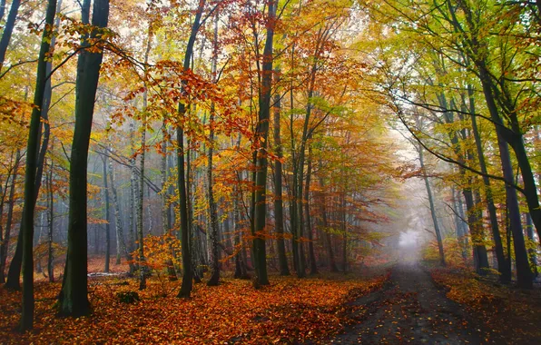 Дорога, осень, лес