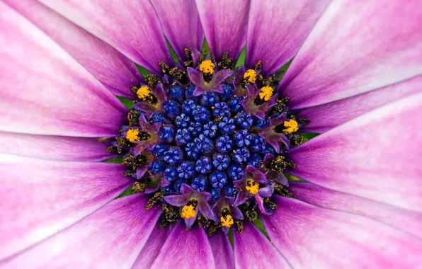 Картинка Цветок, Пыльца, Фиолет