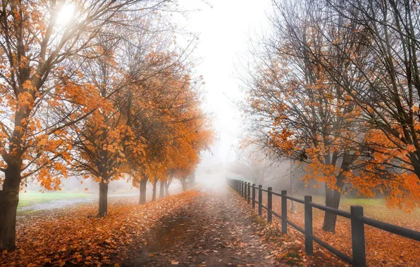 Дорога, осень, туман