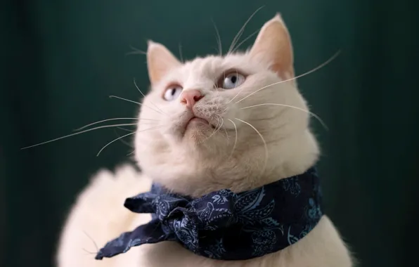 Кошка, кот, усы, взгляд, морда, фон, портрет, белая