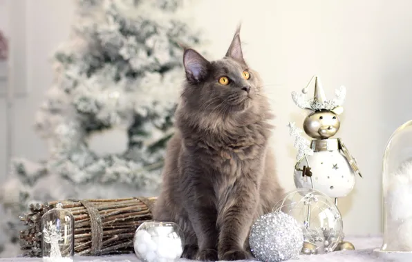 Зима, кошка, кот, взгляд, морда, шарики, ветки, стол