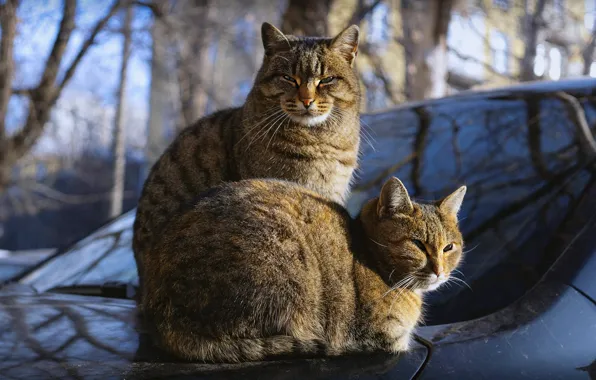 Машина, осень, взгляд, стекло, кошки, ветки, поза, отражение