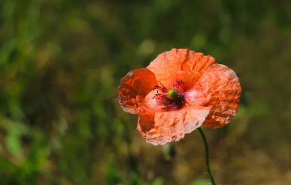 Red, flower, poppy