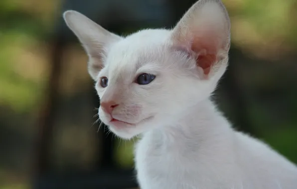 Картинка взгляд, мордочка, уши, сиамская кошка