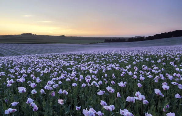 Картинка поле, закат, маки