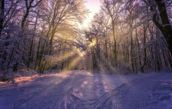 Картинка зима, солнце, лучи, снег, деревья, фото, Aleksei Malygin