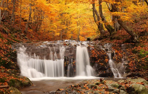 Осень, лес, деревья, природа, листва, водопад, nature, picture